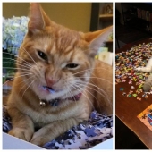 20 proofs that cats and puzzles are incompatible