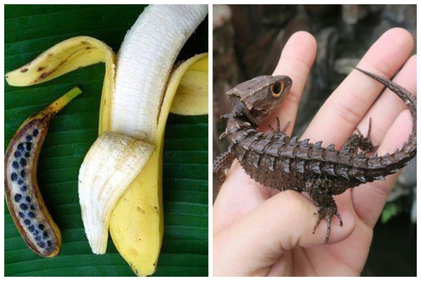 20 proofs that our world is full of unexpected discoveries