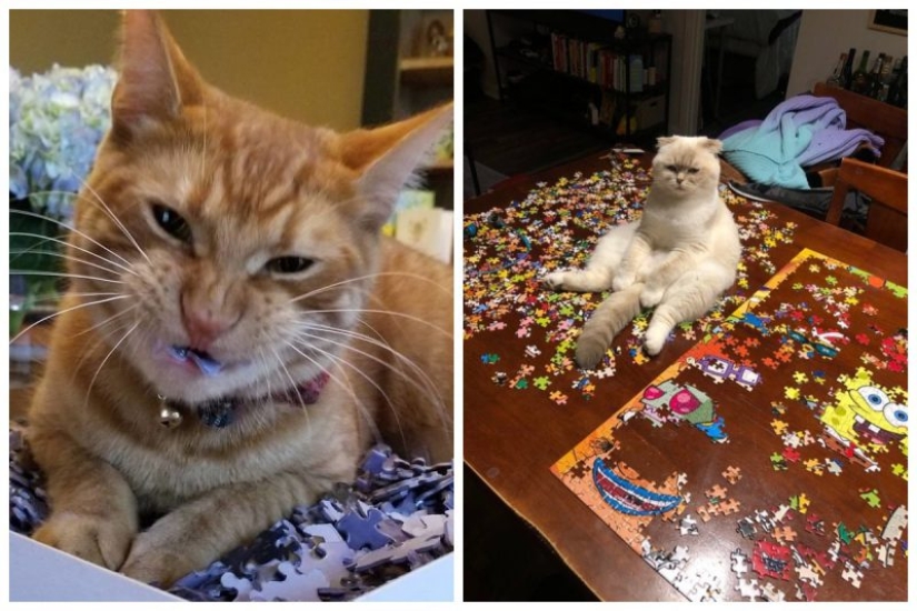 20 pruebas de que los gatos y los rompecabezas son incompatibles
