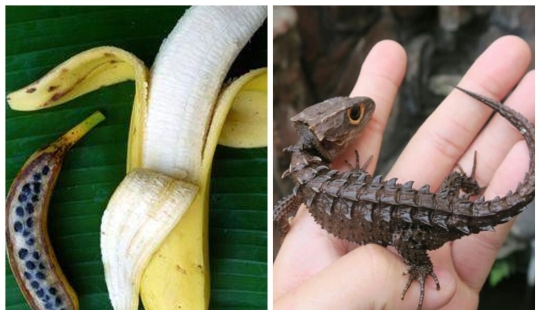 20 pruebas de que nuestro mundo está lleno de descubrimientos inesperados