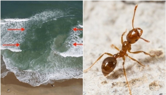 20 signals of nature that warn us of danger 20 signals of nature that warn us of danger