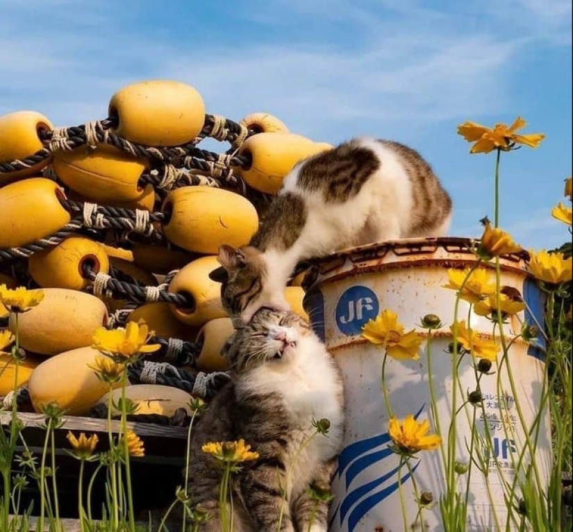 20 super-mimimish photos that will delight you 20 super-mimimish photos that will delight you