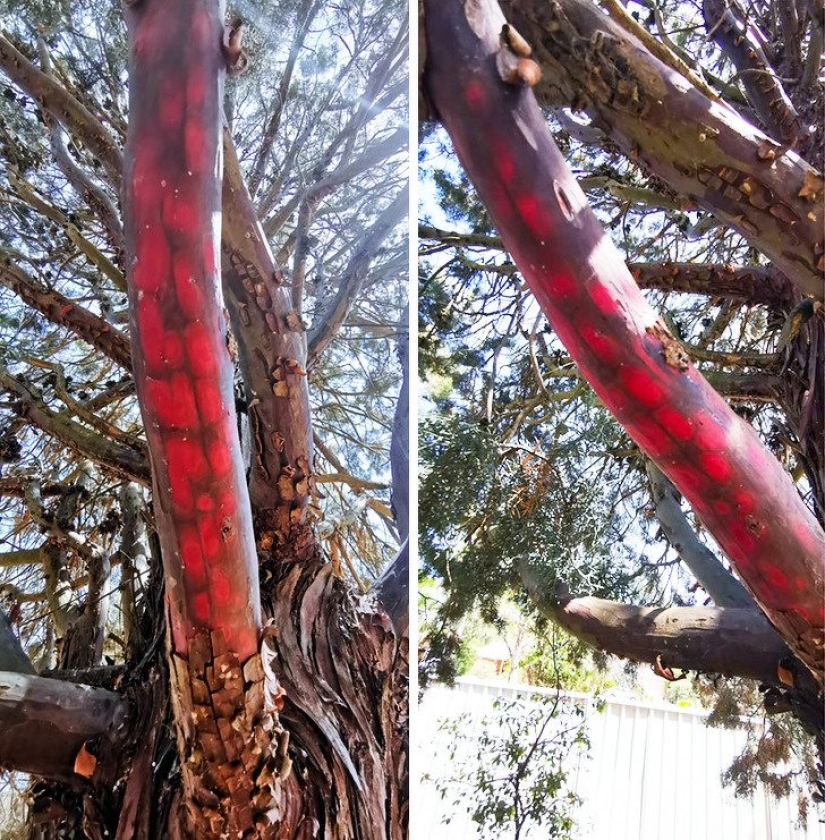 20 unusual photos that can surprise even the most sophisticated