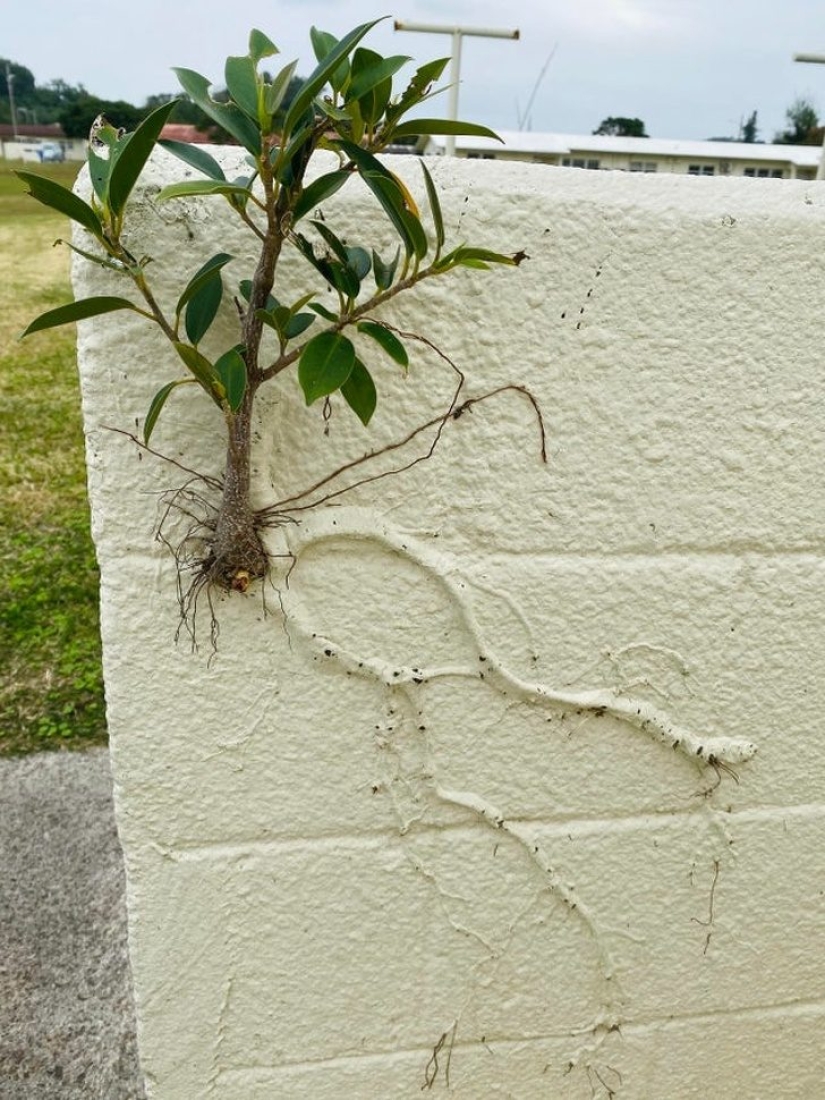 20 unusual photos that can surprise even the most sophisticated