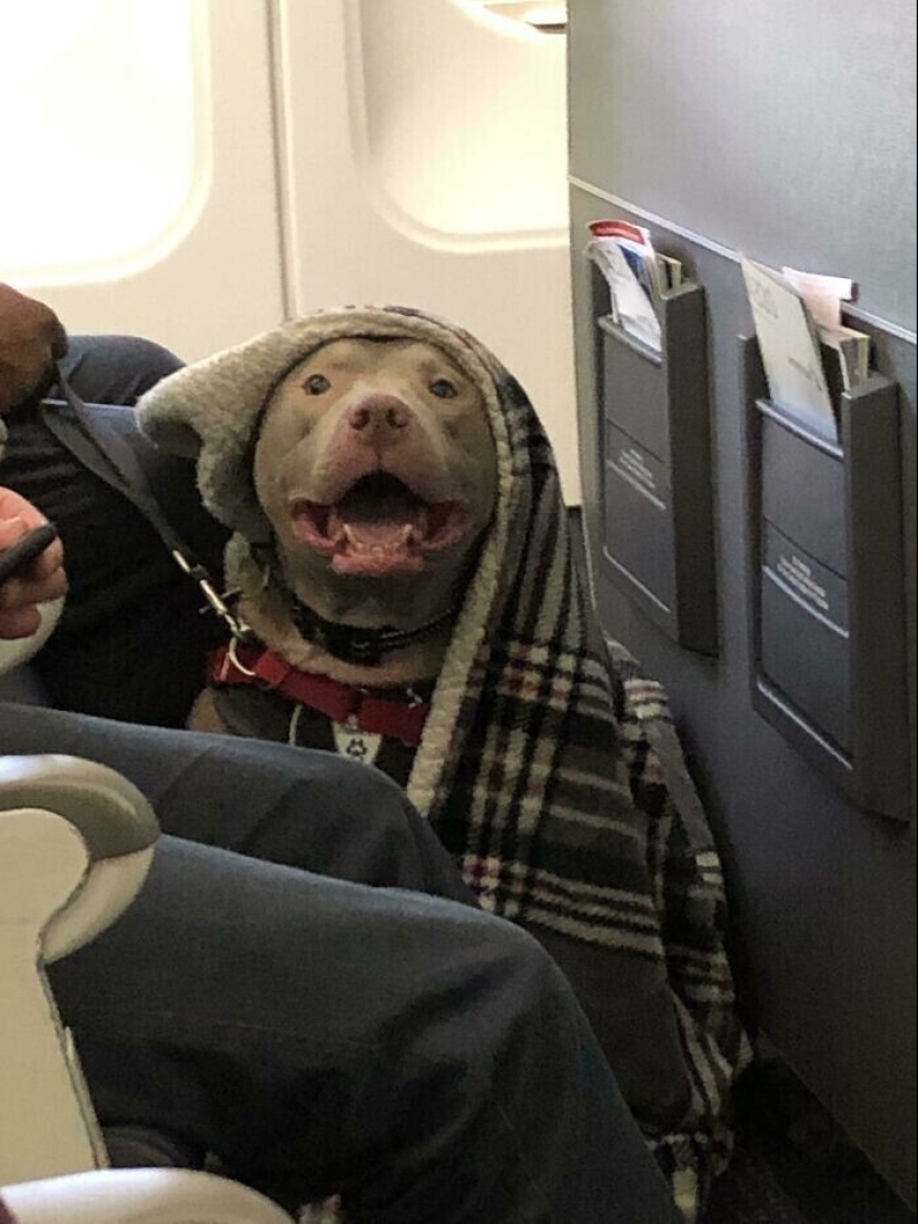 20 + viajeros animales que encantaron a todos los pasajeros 20 + viajeros animales que encantaron a todos los pasajeros