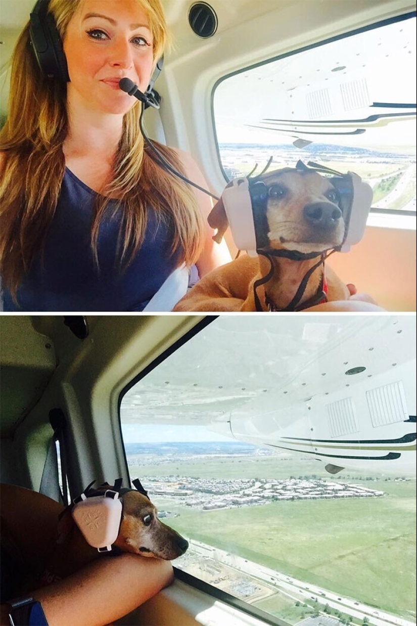 20 + viajeros animales que encantaron a todos los pasajeros 20 + viajeros animales que encantaron a todos los pasajeros