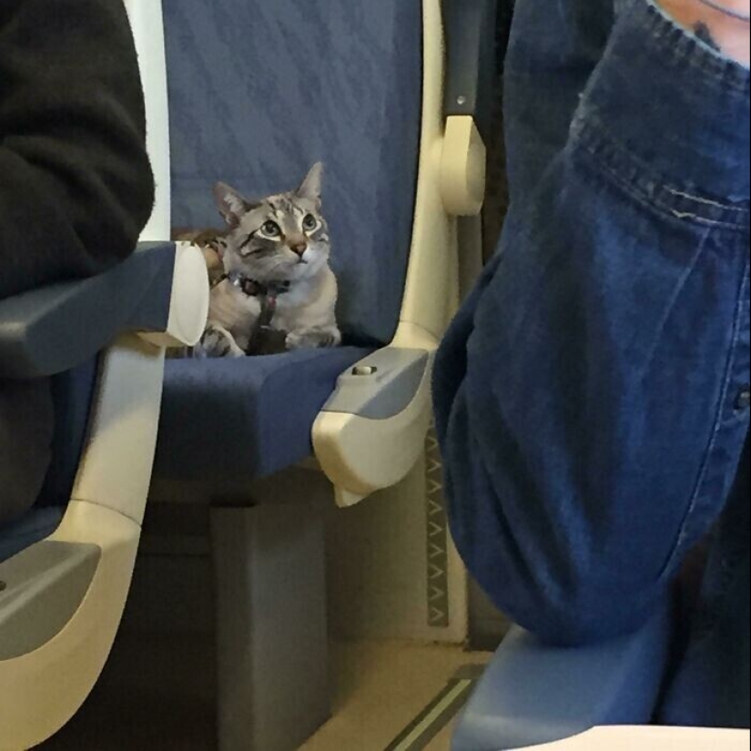 20 + viajeros animales que encantaron a todos los pasajeros 20 + viajeros animales que encantaron a todos los pasajeros