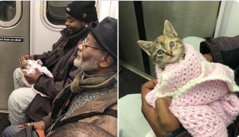 20 + viajeros animales que encantaron a todos los pasajeros 20 + viajeros animales que encantaron a todos los pasajeros
