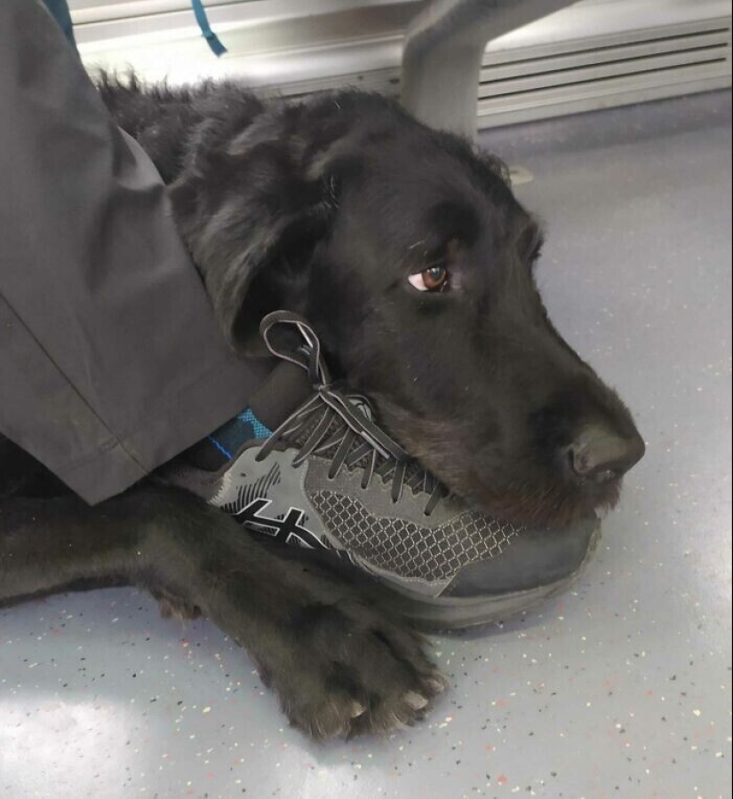 20 + viajeros animales que encantaron a todos los pasajeros 20 + viajeros animales que encantaron a todos los pasajeros
