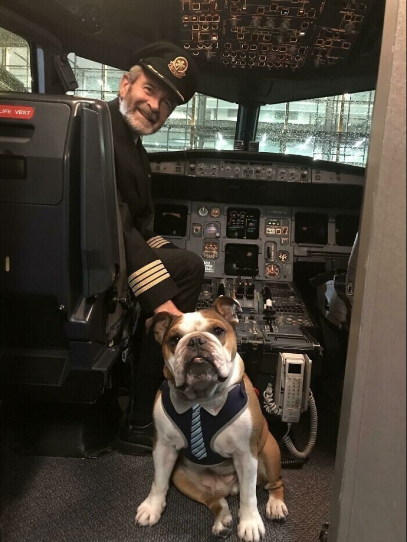 20 + viajeros animales que encantaron a todos los pasajeros 20 + viajeros animales que encantaron a todos los pasajeros
