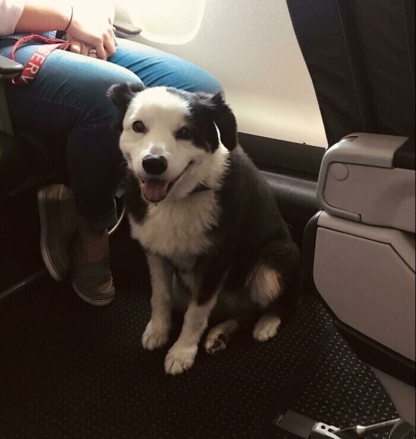 20 + viajeros animales que encantaron a todos los pasajeros 20 + viajeros animales que encantaron a todos los pasajeros
