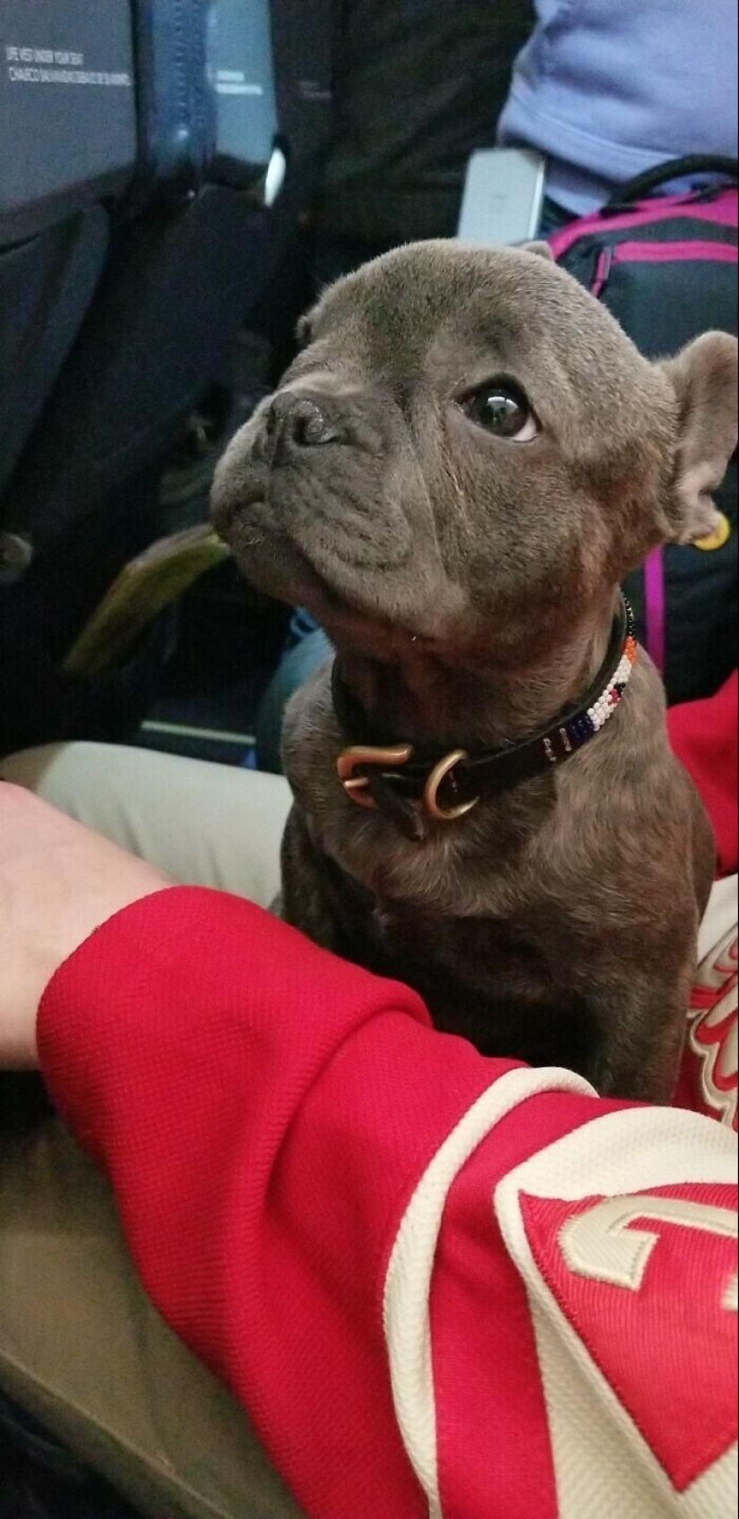 20 + viajeros animales que encantaron a todos los pasajeros 20 + viajeros animales que encantaron a todos los pasajeros