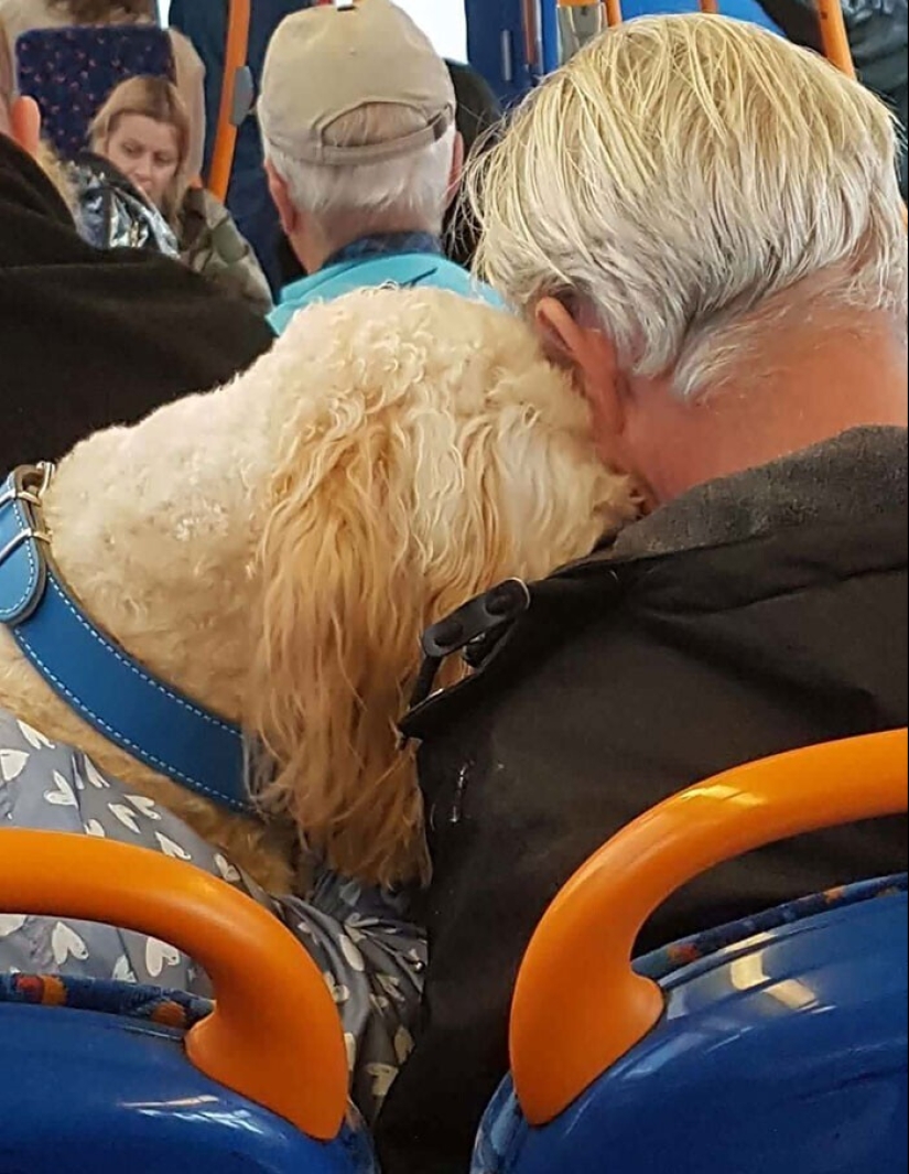 20 + viajeros animales que encantaron a todos los pasajeros 20 + viajeros animales que encantaron a todos los pasajeros