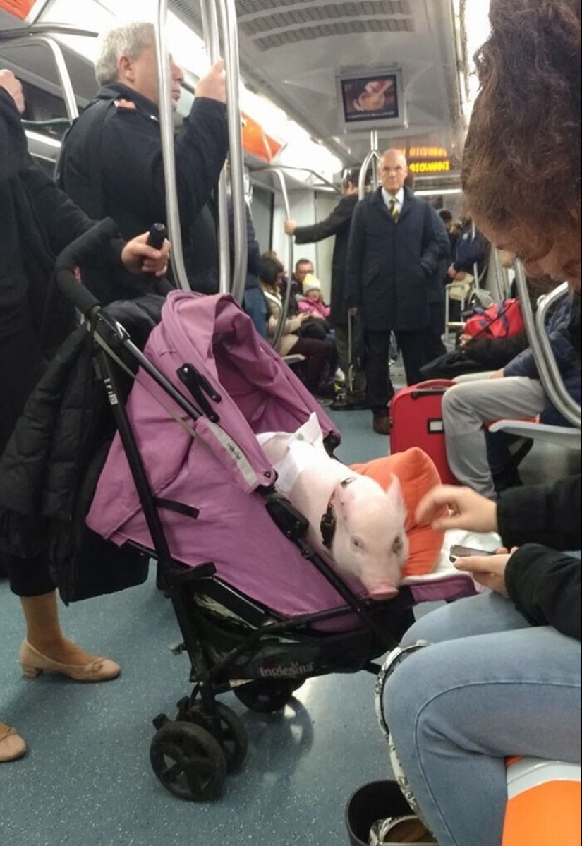 20 + viajeros animales que encantaron a todos los pasajeros 20 + viajeros animales que encantaron a todos los pasajeros