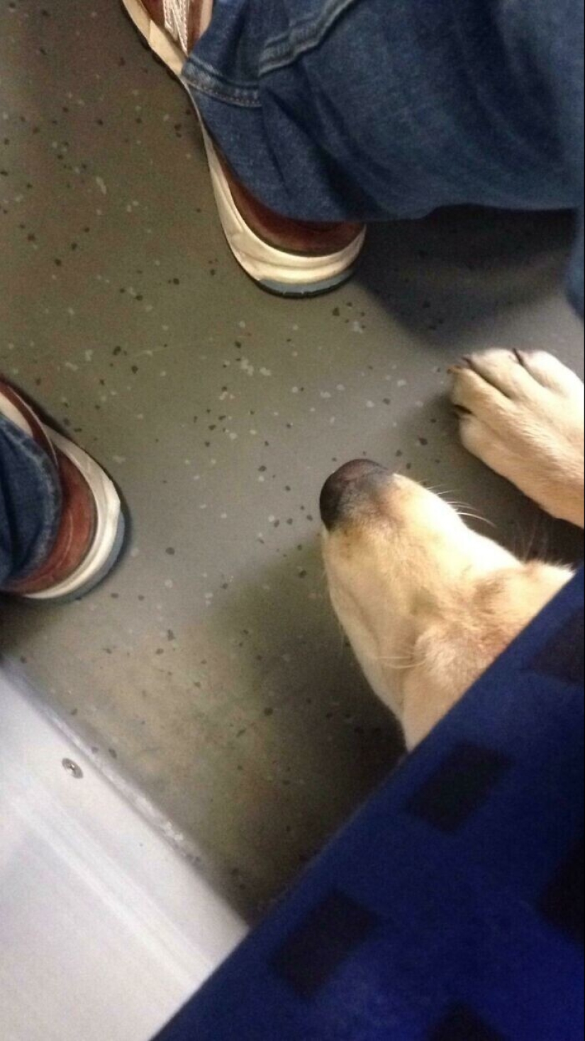 20 + viajeros animales que encantaron a todos los pasajeros 20 + viajeros animales que encantaron a todos los pasajeros