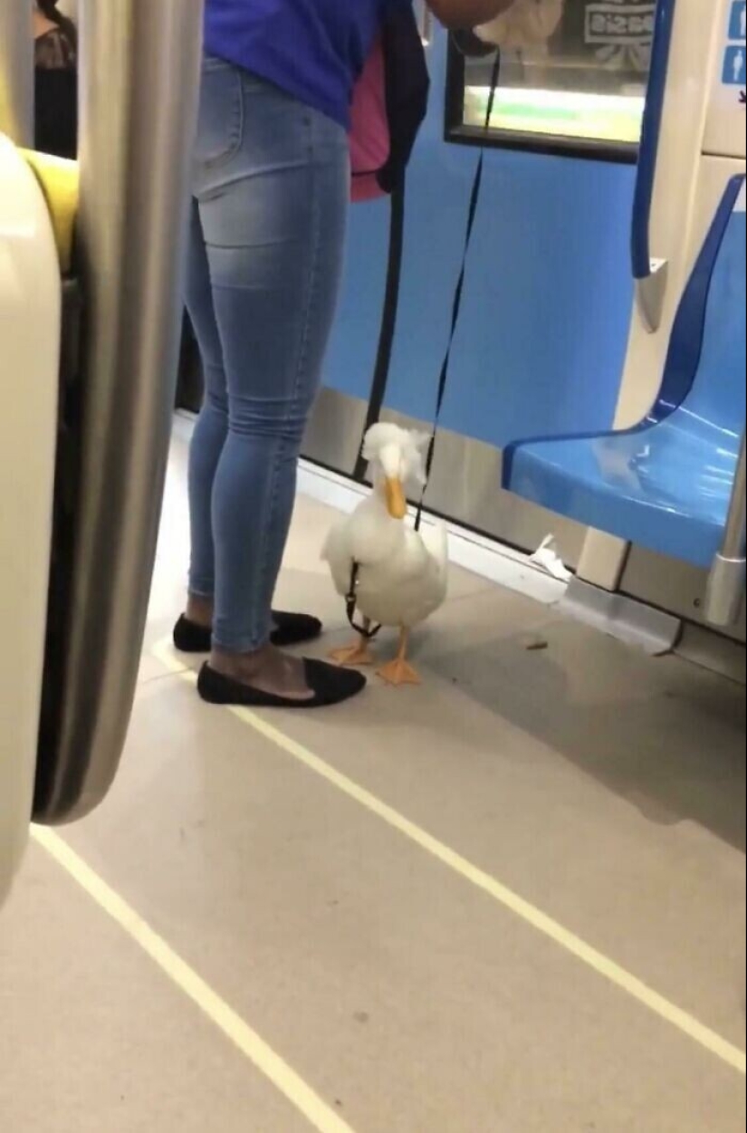 20 + viajeros animales que encantaron a todos los pasajeros 20 + viajeros animales que encantaron a todos los pasajeros
