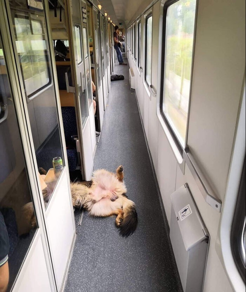 20 + viajeros animales que encantaron a todos los pasajeros 20 + viajeros animales que encantaron a todos los pasajeros