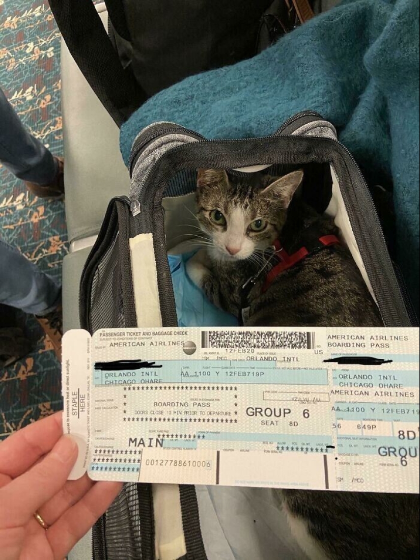 20 + viajeros animales que encantaron a todos los pasajeros 20 + viajeros animales que encantaron a todos los pasajeros