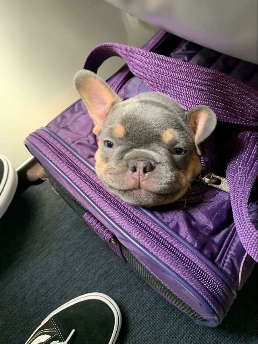 20 + viajeros animales que encantaron a todos los pasajeros 20 + viajeros animales que encantaron a todos los pasajeros