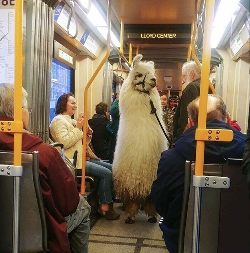 20 + viajeros animales que encantaron a todos los pasajeros 20 + viajeros animales que encantaron a todos los pasajeros