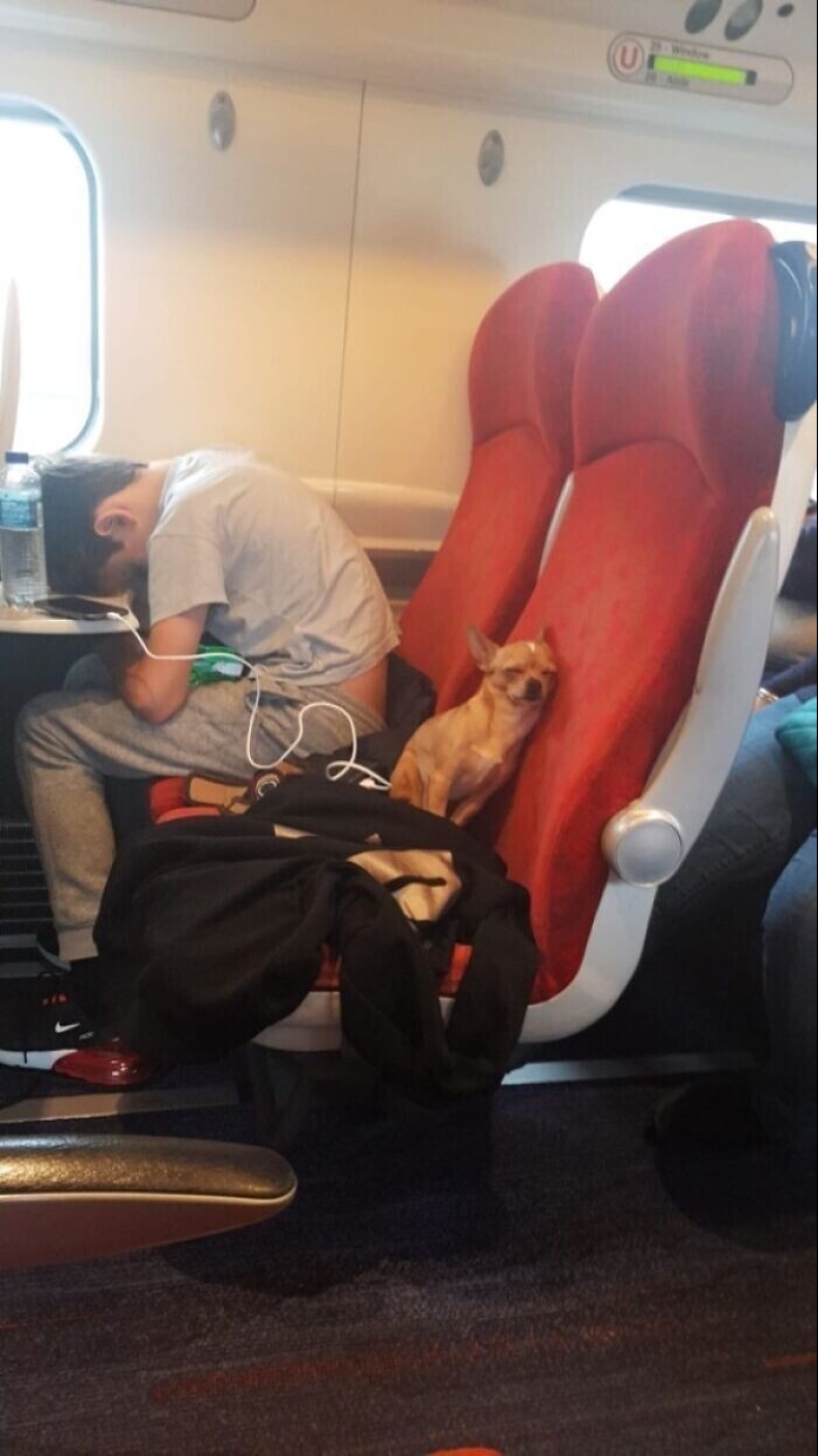 20 + viajeros animales que encantaron a todos los pasajeros 20 + viajeros animales que encantaron a todos los pasajeros