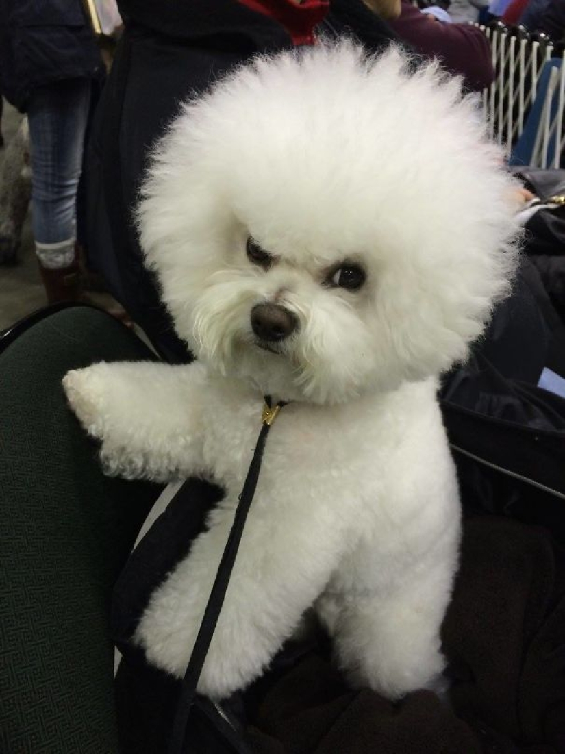 20 vicious animals that are better off not crossing the road 20 vicious animals that are better off not crossing the road