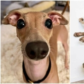 20 + weird dogs that will charge you with positive emotions for a long time 20 + weird dogs that will charge you with positive emotions for a long time