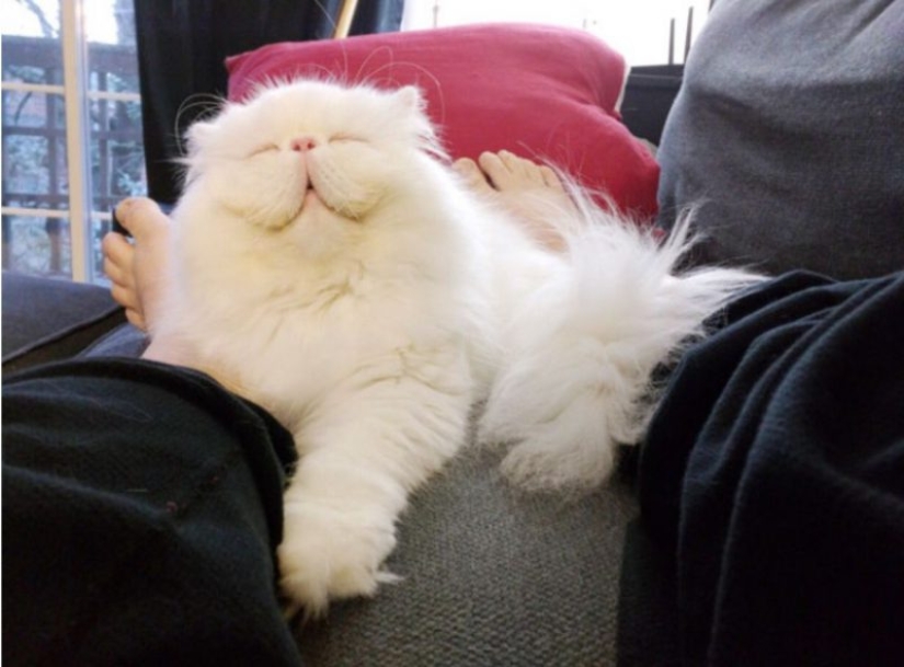 20 well, very fluffy cats, in which it is impossible not to fall in love 20 well, very fluffy cats, in which it is impossible not to fall in love