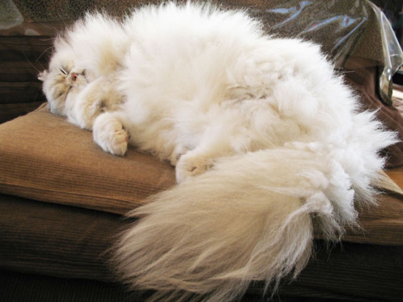 20 well, very fluffy cats, in which it is impossible not to fall in love 20 well, very fluffy cats, in which it is impossible not to fall in love