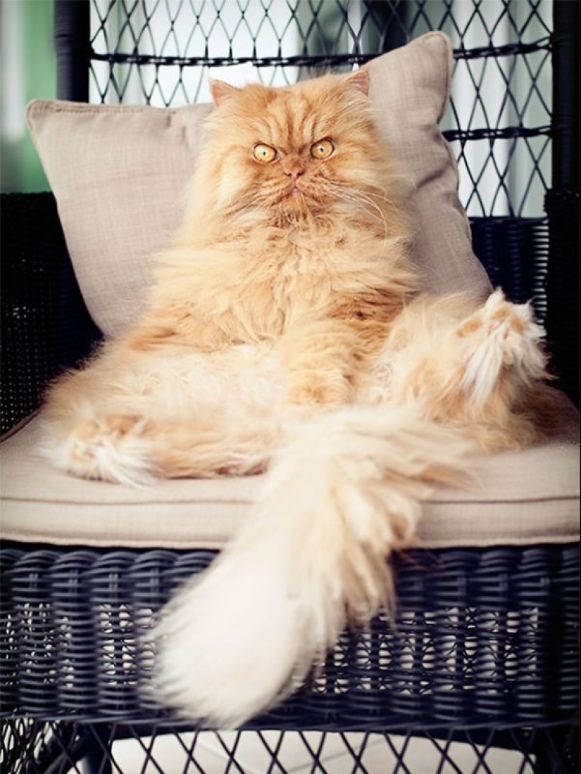 20 well, very fluffy cats, in which it is impossible not to fall in love 20 well, very fluffy cats, in which it is impossible not to fall in love