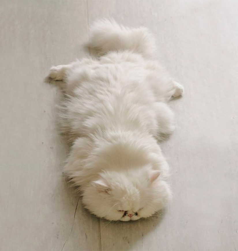 20 well, very fluffy cats, in which it is impossible not to fall in love 20 well, very fluffy cats, in which it is impossible not to fall in love
