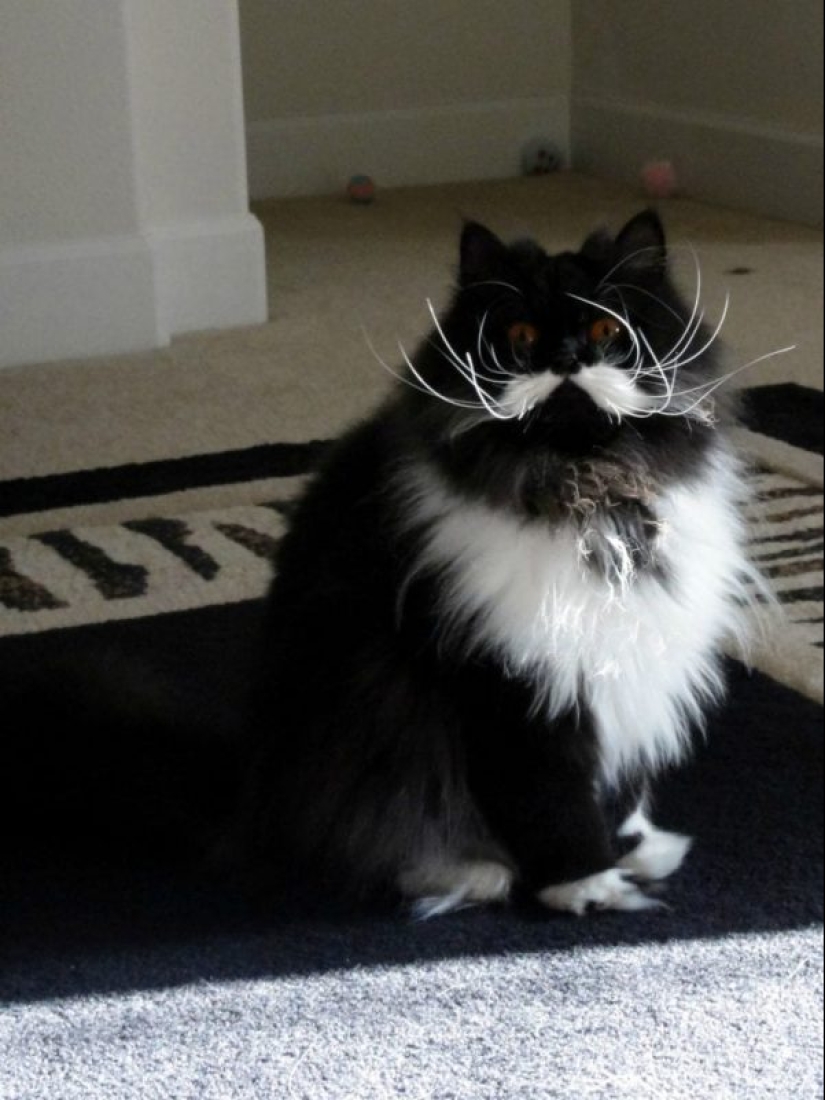 20 well, very fluffy cats, in which it is impossible not to fall in love 20 well, very fluffy cats, in which it is impossible not to fall in love