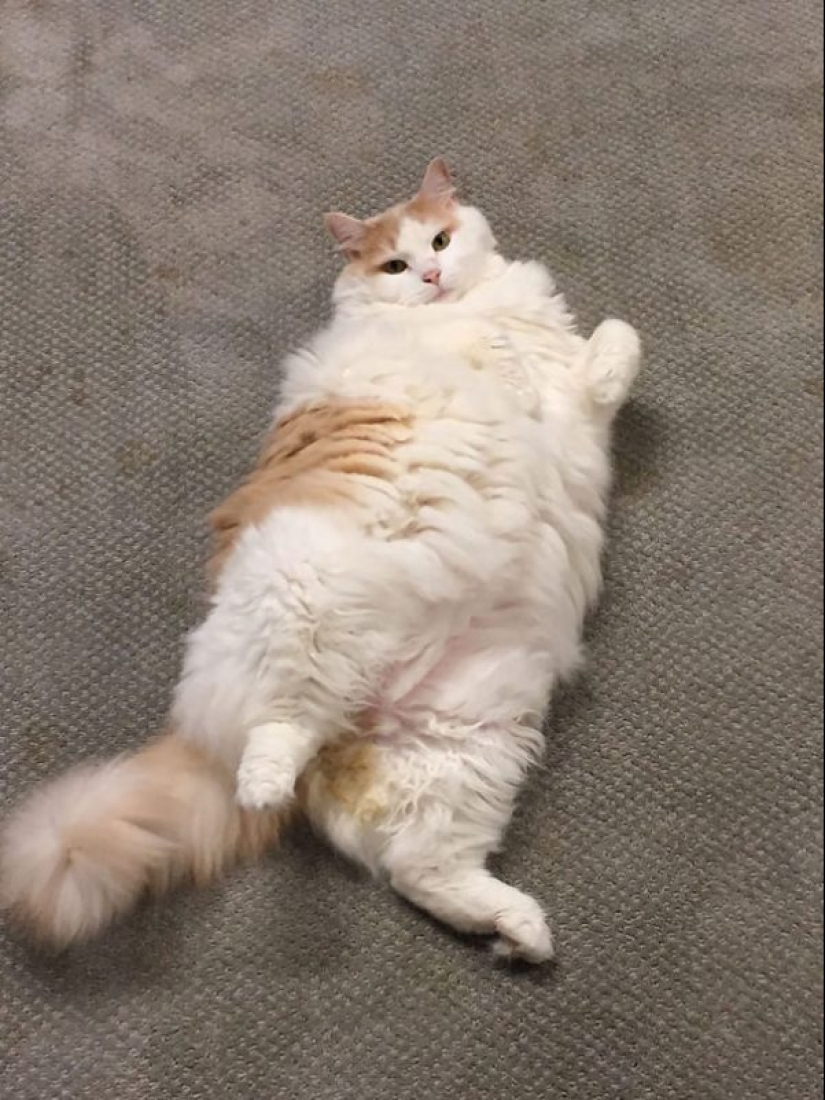 20 well, very fluffy cats, in which it is impossible not to fall in love 20 well, very fluffy cats, in which it is impossible not to fall in love