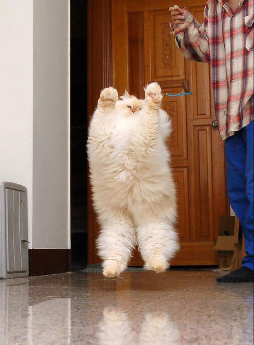 20 well, very fluffy cats, in which it is impossible not to fall in love 20 well, very fluffy cats, in which it is impossible not to fall in love