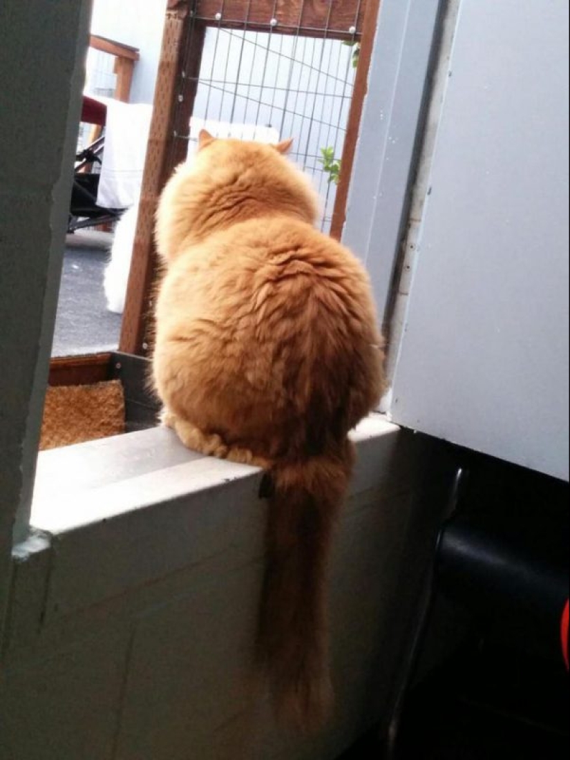 20 well, very fluffy cats, in which it is impossible not to fall in love 20 well, very fluffy cats, in which it is impossible not to fall in love
