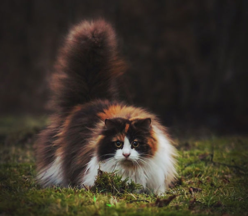 20 well, very fluffy cats, in which it is impossible not to fall in love 20 well, very fluffy cats, in which it is impossible not to fall in love