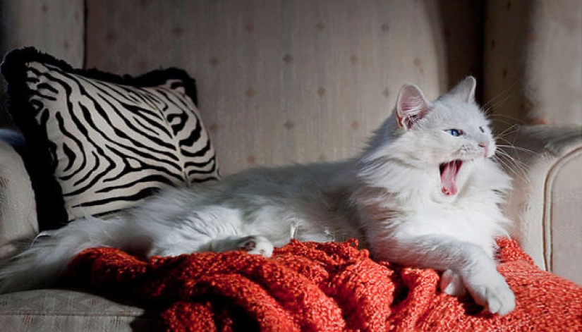 20 well, very fluffy cats, in which it is impossible not to fall in love 20 well, very fluffy cats, in which it is impossible not to fall in love