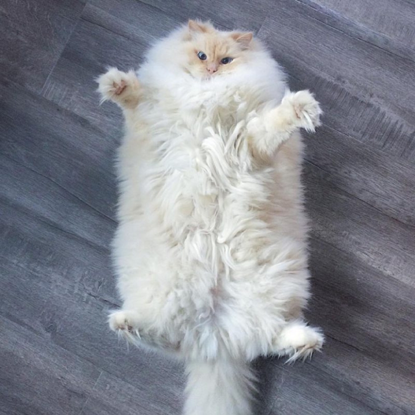 20 well, very fluffy cats, in which it is impossible not to fall in love 20 well, very fluffy cats, in which it is impossible not to fall in love