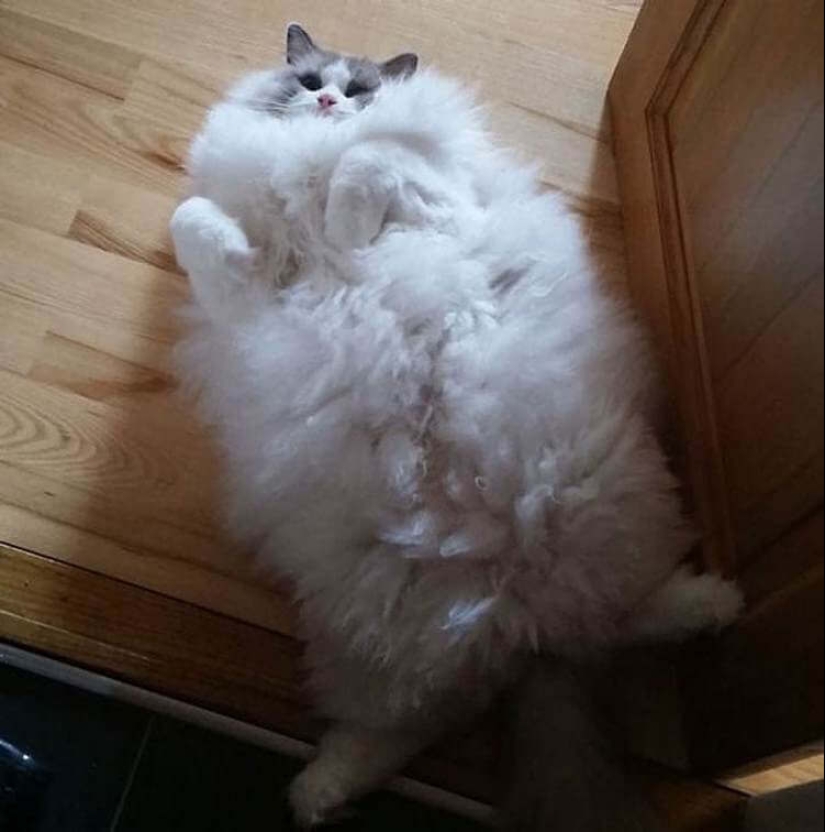 20 well, very fluffy cats, in which it is impossible not to fall in love 20 well, very fluffy cats, in which it is impossible not to fall in love