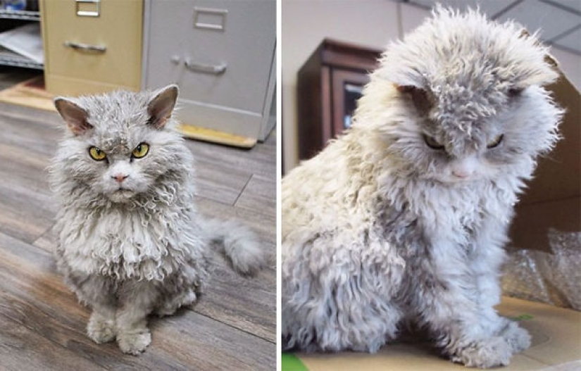 20 well, very fluffy cats, in which it is impossible not to fall in love 20 well, very fluffy cats, in which it is impossible not to fall in love