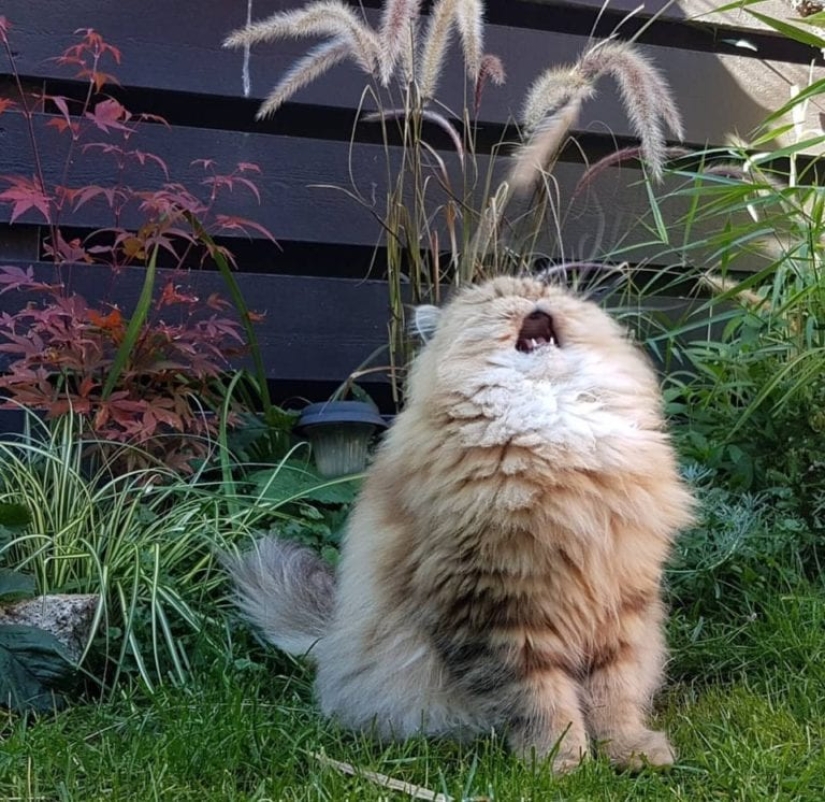 20 well, very fluffy cats, in which it is impossible not to fall in love 20 well, very fluffy cats, in which it is impossible not to fall in love