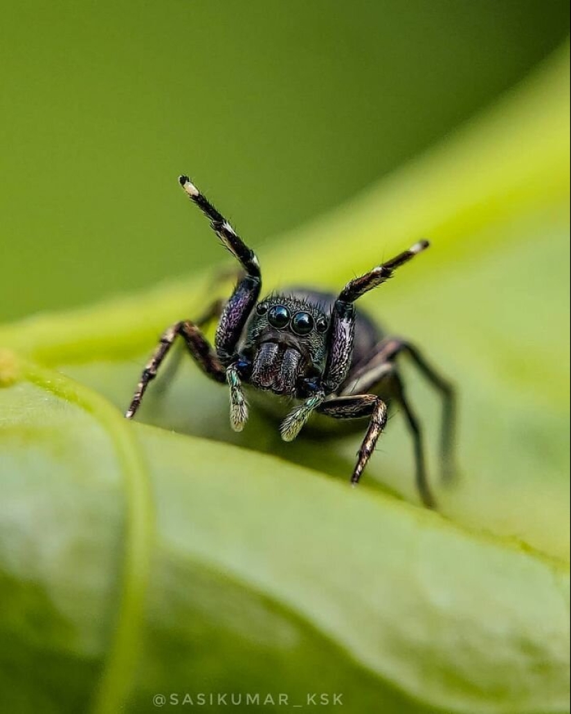 20-year-old Indian makes an incredible photo of the insect on the phone