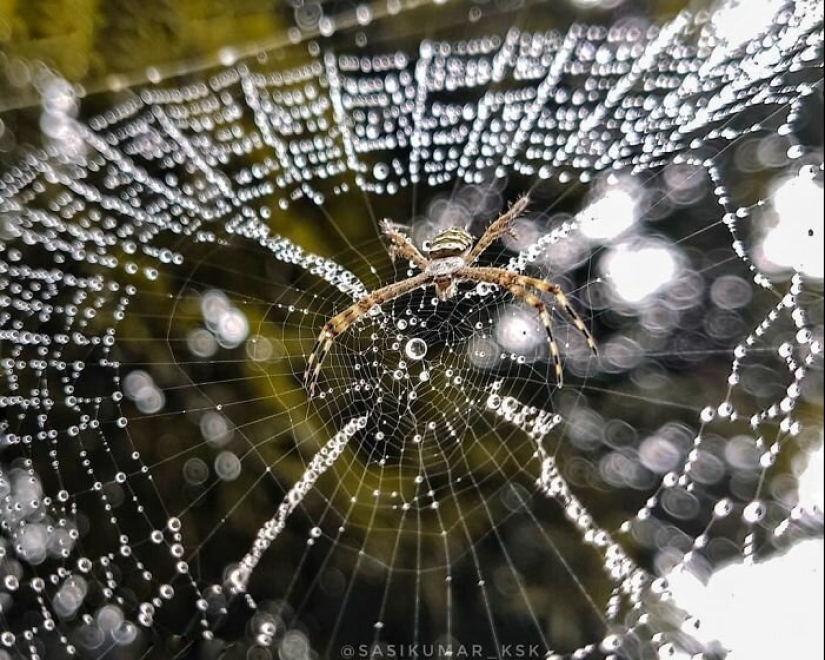 20-year-old Indian makes an incredible photo of the insect on the phone