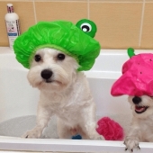 21 life hacks for pet owners