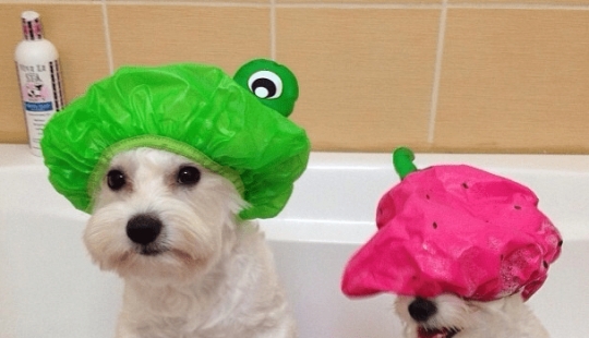 21 trucos de vida para dueños de mascotas