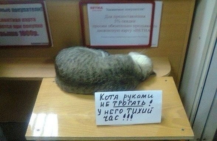 22 anuncios y notas divertidas escritas especialmente para gatos