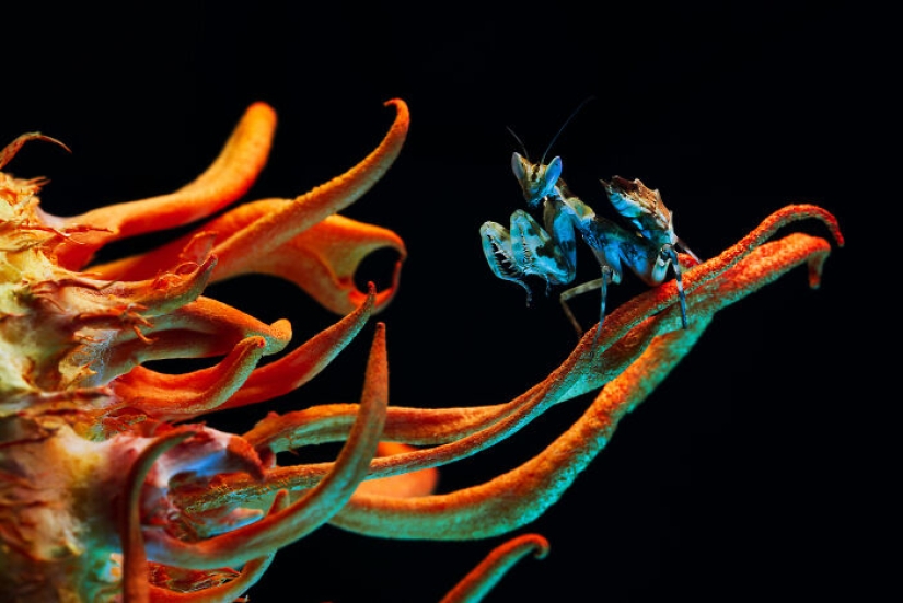 22 Award-Winning Photos From The World Nature Photography Awards 2025