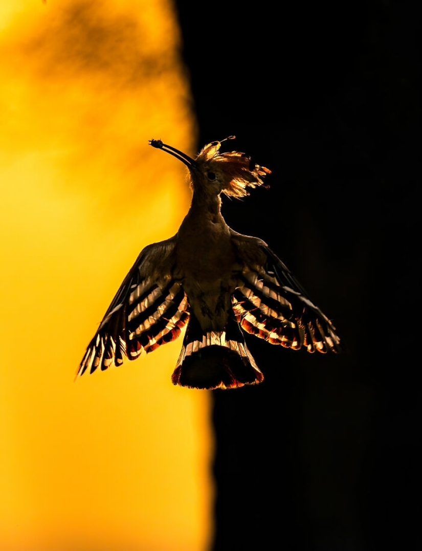 22 Award-Winning Photos From The World Nature Photography Awards 2025