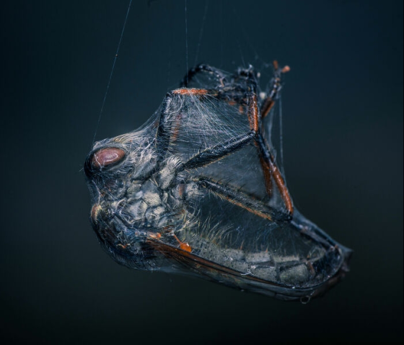 22 Award-Winning Photos From The World Nature Photography Awards 2025
