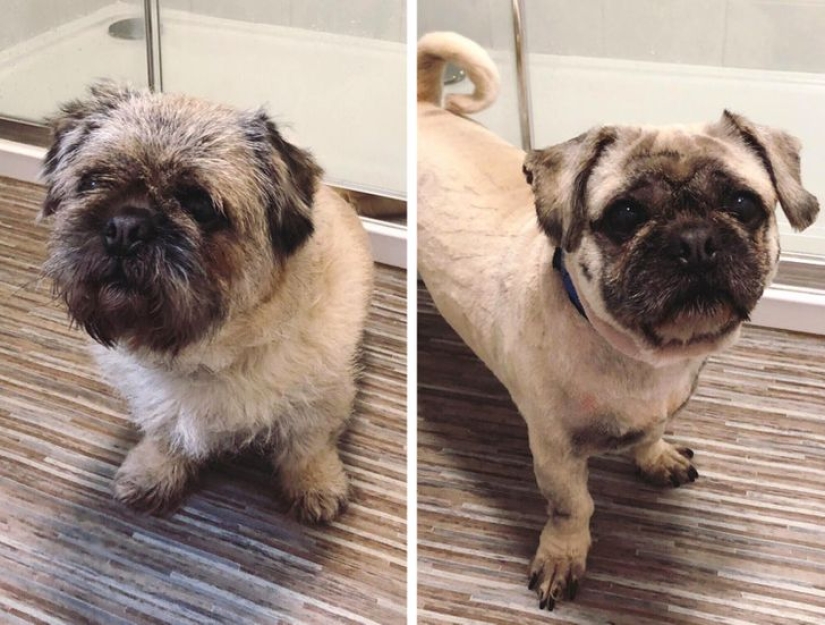 22 cases when a haircut transformed animals beyond recognition 22 cases when a haircut transformed animals beyond recognition